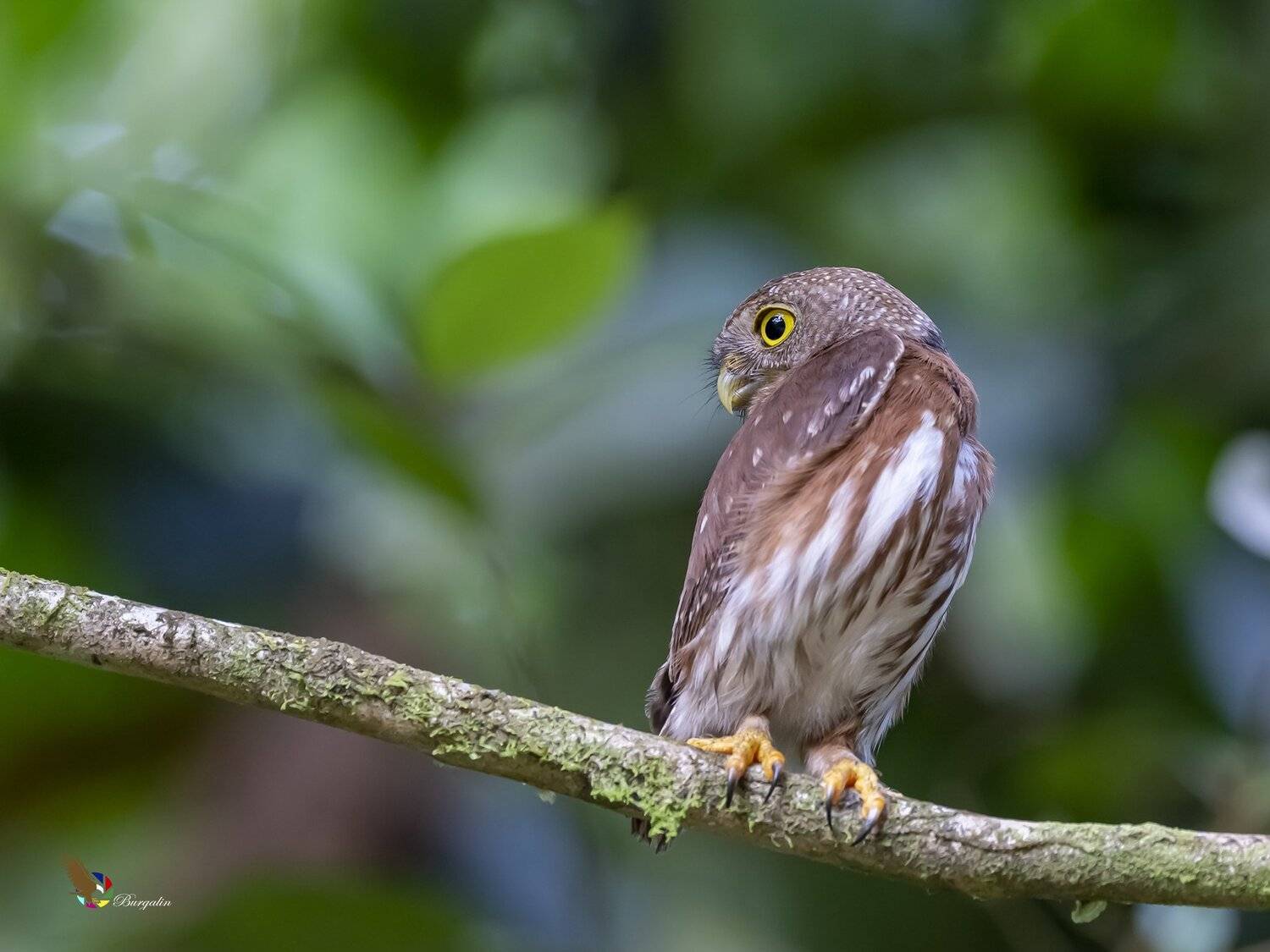 , Fernando Burgalin Sequeira