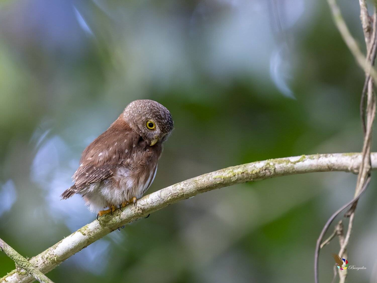 , Fernando Burgalin Sequeira