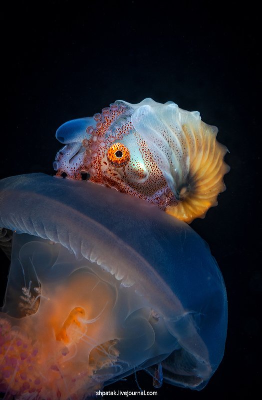 Анилао. Черная вода и фантастические звери. фото превью
