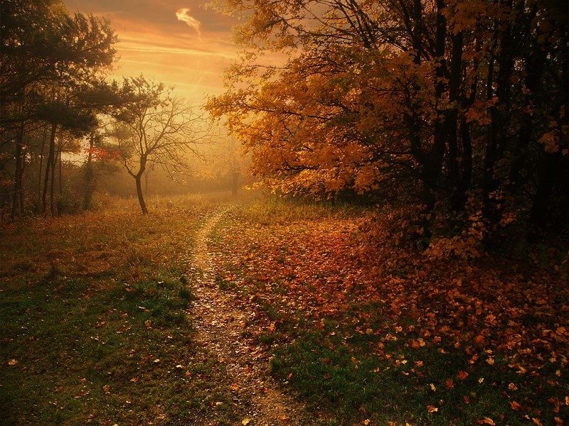 тропинка в осень фото превью