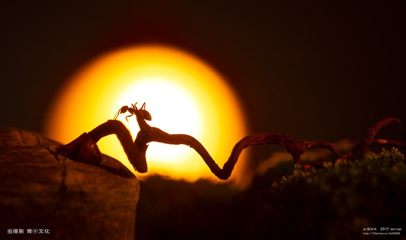 ***** фото превью