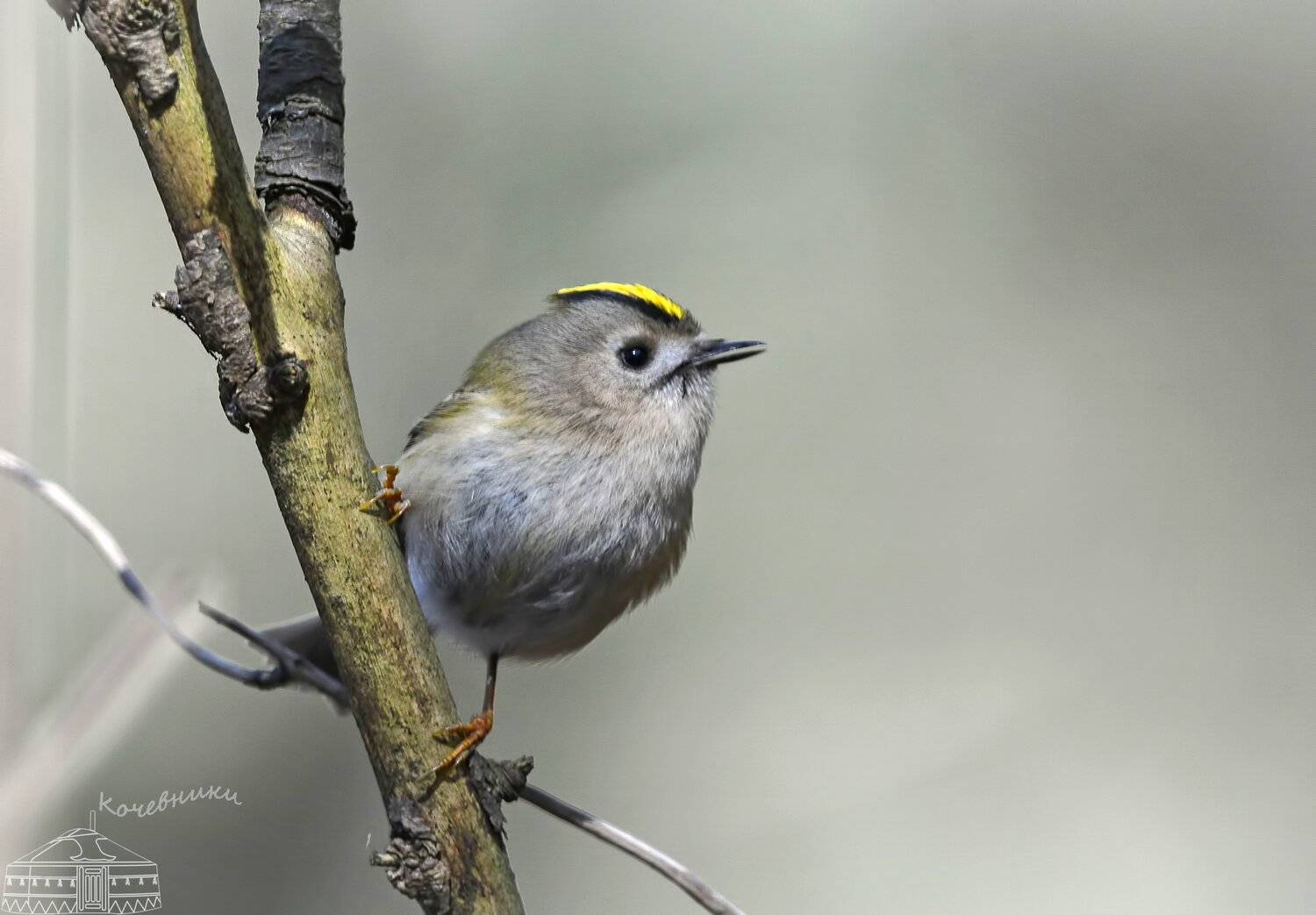 , Юлия Абрамова