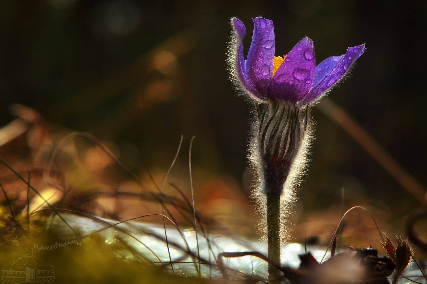 , Юлия Абрамова