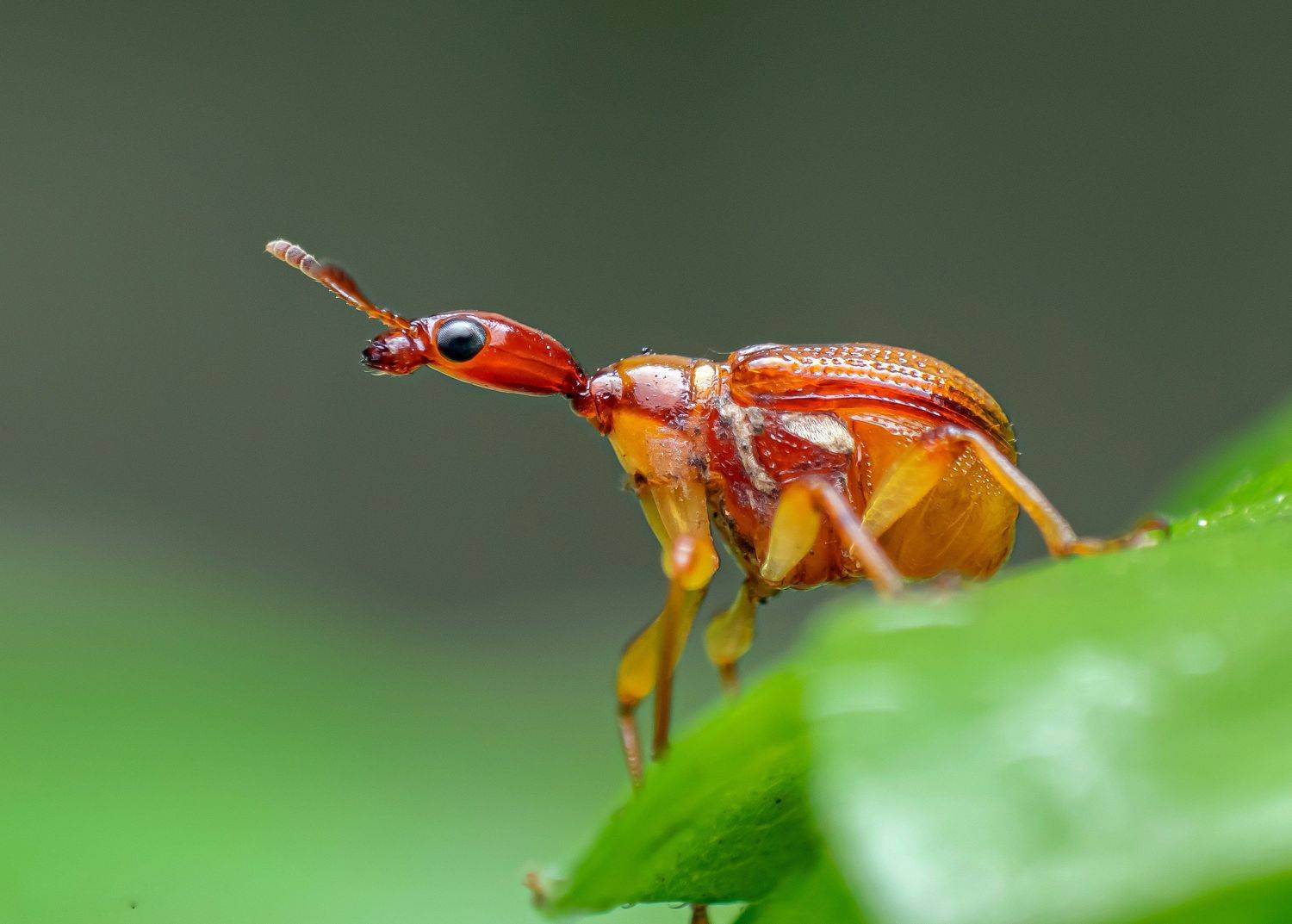 macro wildlife closeup insects spiders, Shuvam Sadhukhan