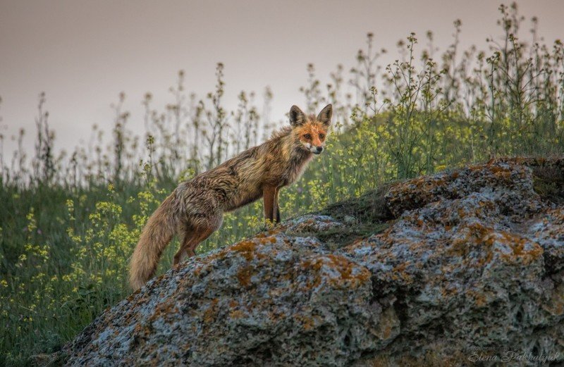 лиса,животные,крым,россия,природа, степь,весна,фототур Лис фото превью