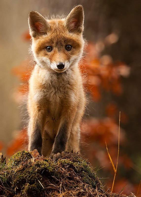 Fox фото превью