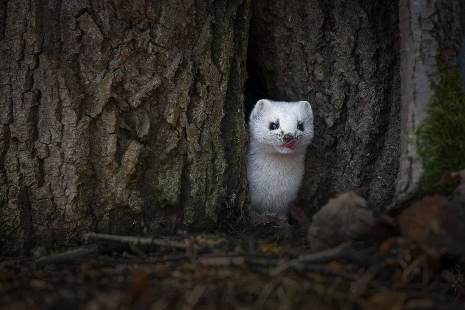 горностай, Байбекова Светлана