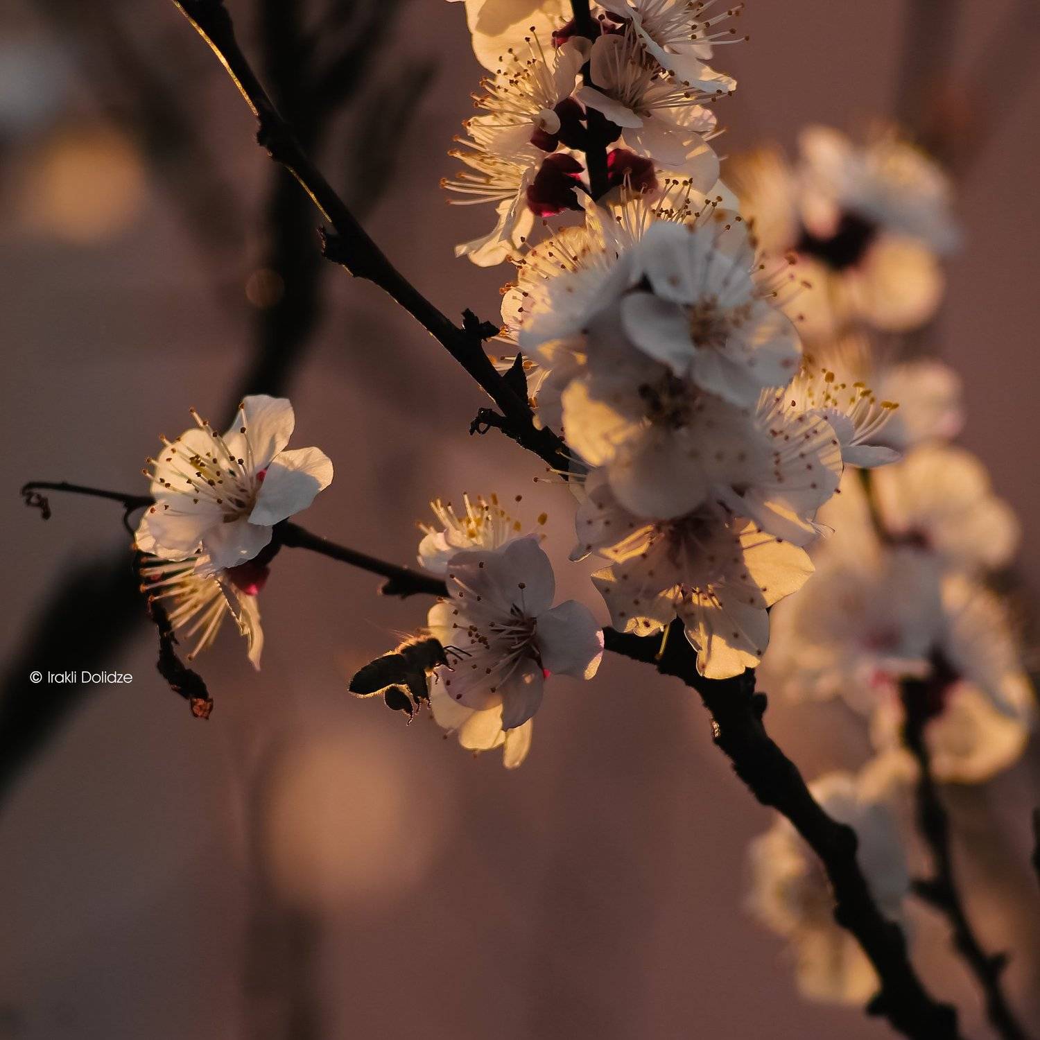 bee, spring, photography, canon, outdoor, sunset, sun, nature, macro., ირაკლი დოლიძე
