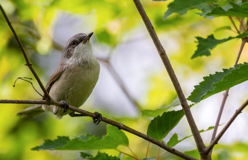 Славка - мельничек..