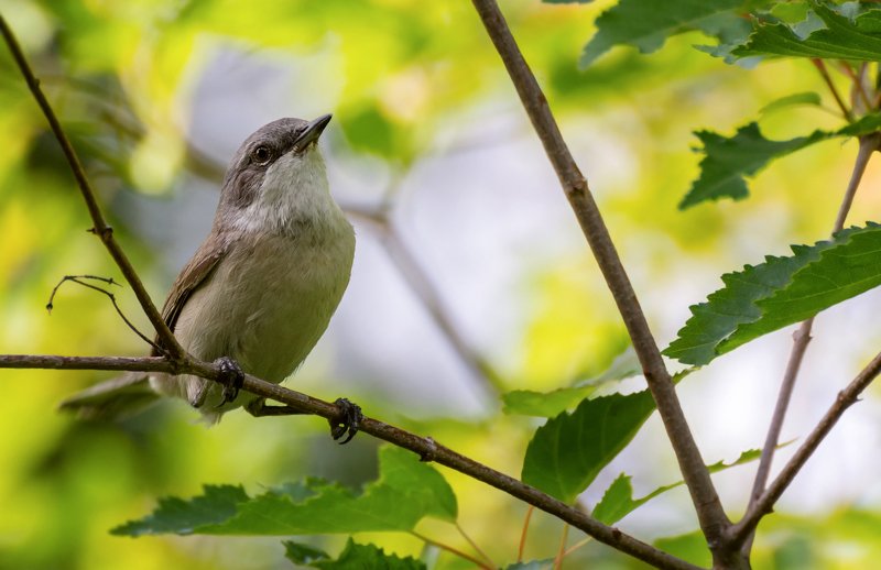 birds, птица, славка мельничек, Славка - мельничек.. фото превью