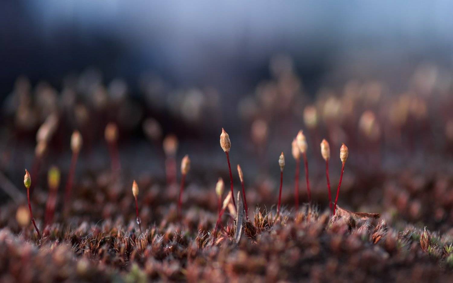 мох, весна, Галанзовская Оксана