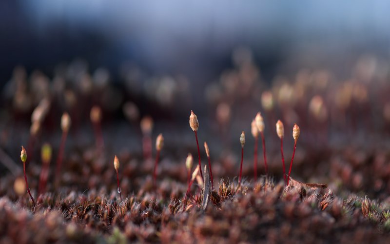 мох, весна Пробуждение фото превью