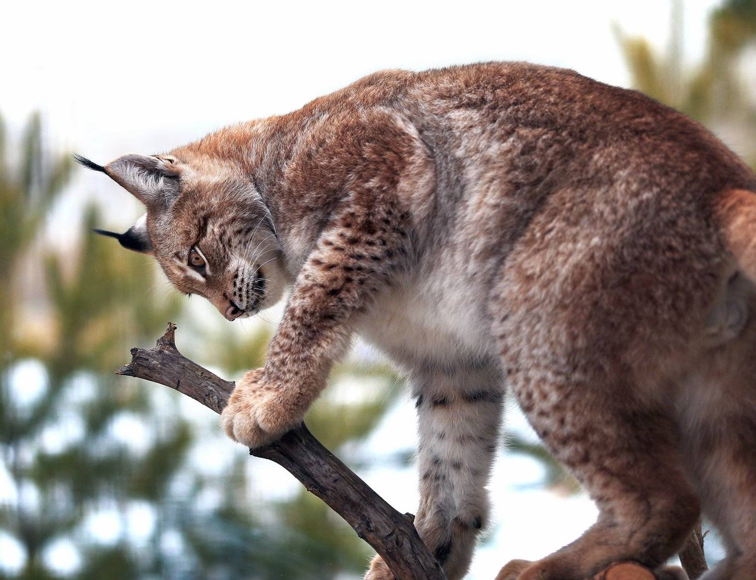 , Олег Богданов