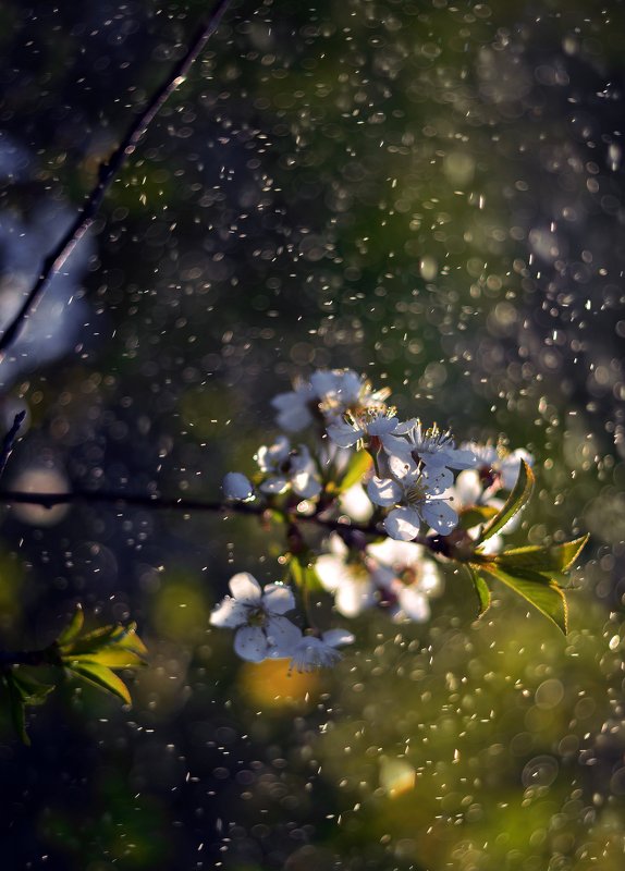 природа, весна, пробуждение, цветы, свежесть, волшебствл Весенний этюд фото превью