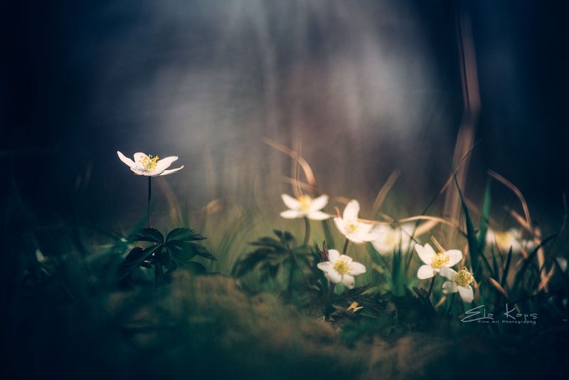 las,forest,spring,wiosna,natura,poland W zawilcowym lesie фото превью