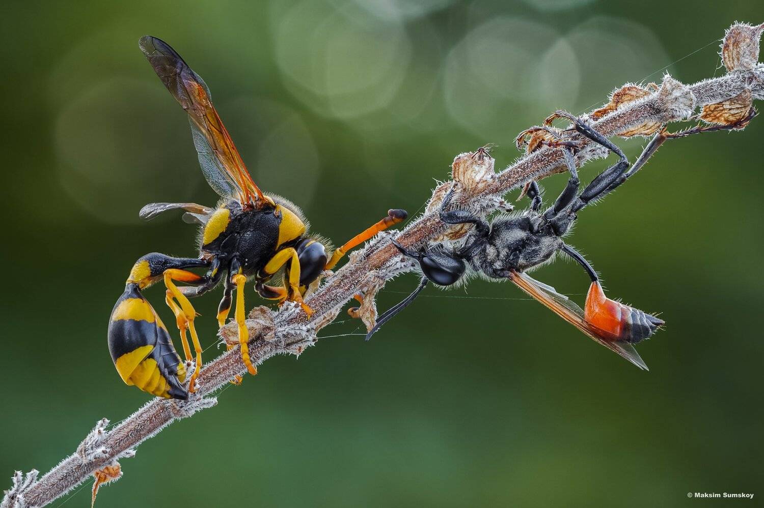 макро,стекинг,индустар,утро,оса, Максим Сумской