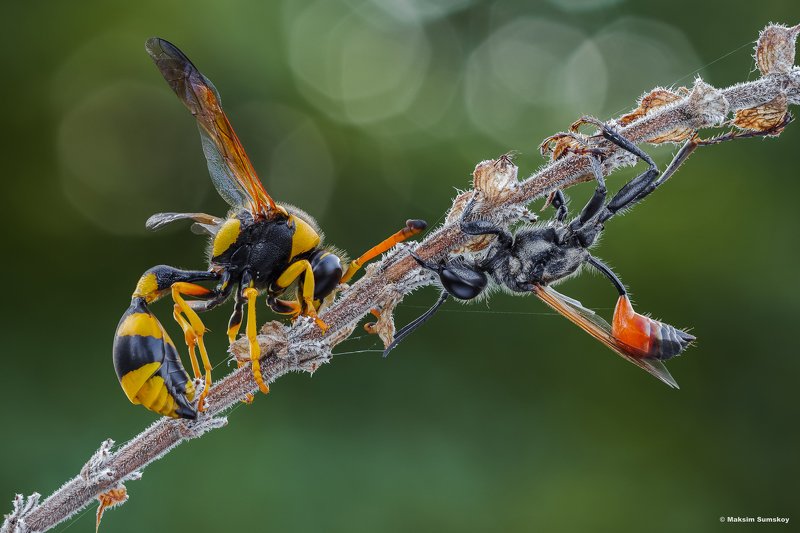 Red & Yellow фото превью