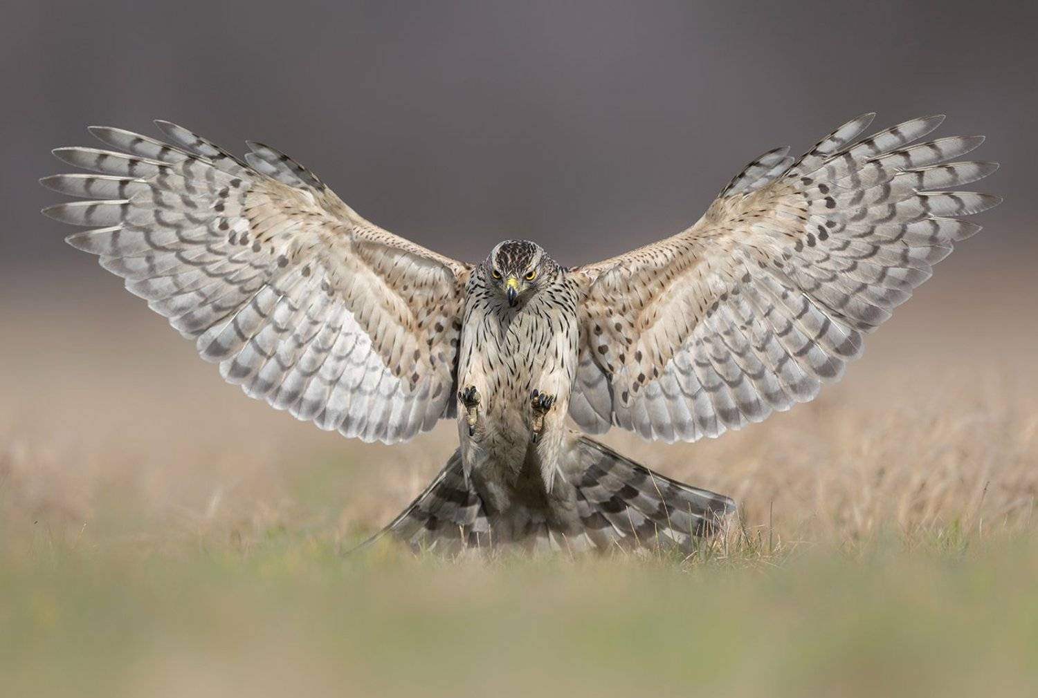 goshawk, birds, wildlife, animals,, Piotr Krześlak