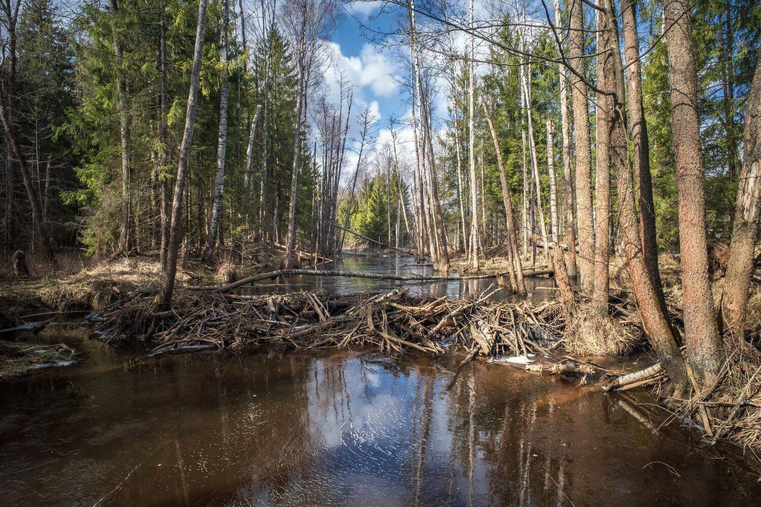 весна,лес,река,небо,облака.отражение,запруда, Виталий Полуэктов