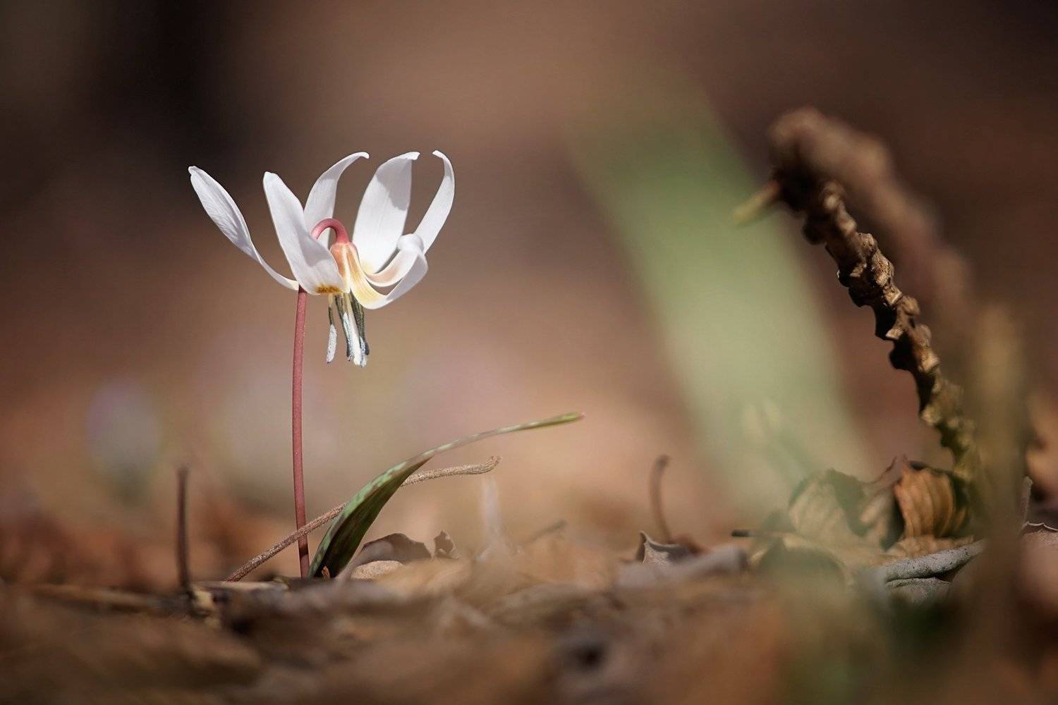 , Nicolae Fanurie Chirobocea