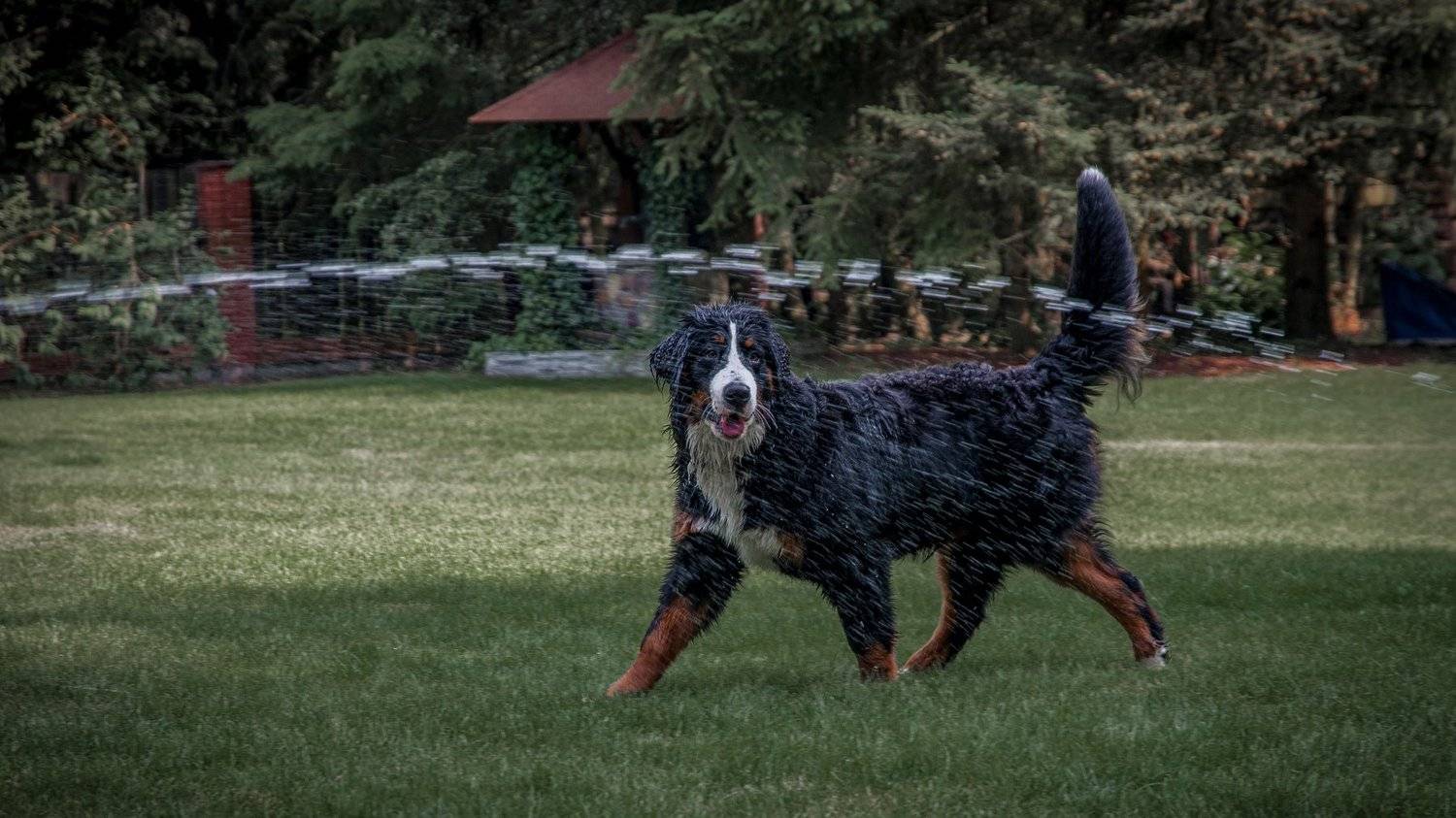 псы,собака,собачки,животные,собаки, Кондратюк Андрей