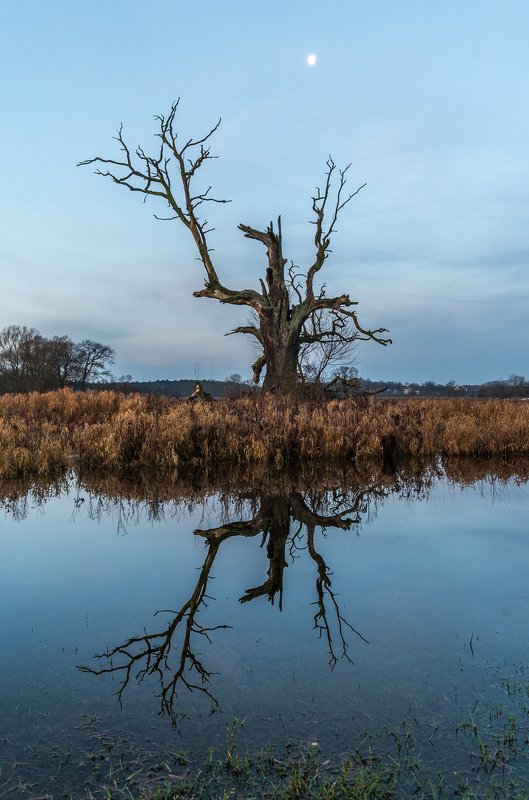 Rogalin Landscape Park фото превью
