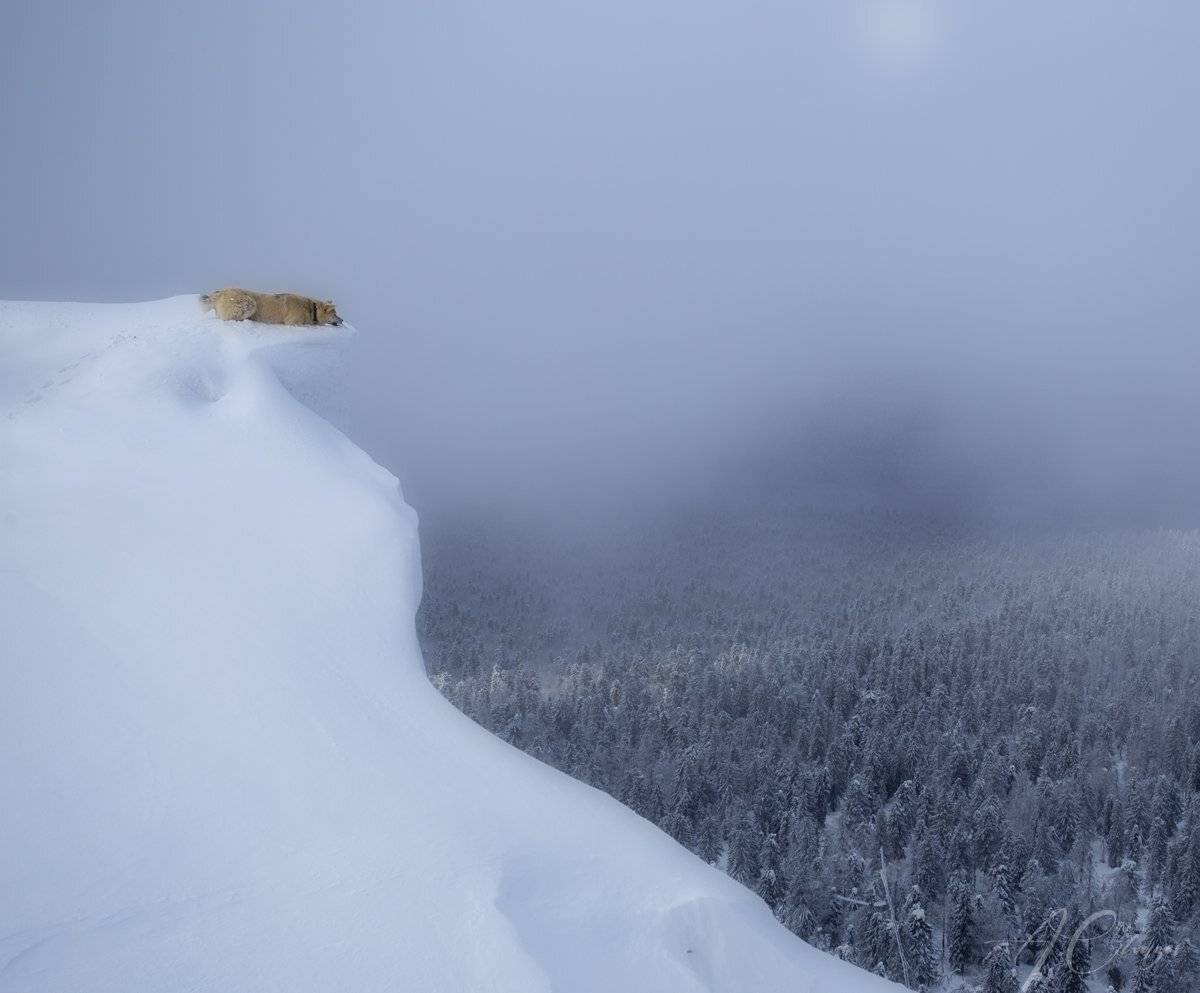 урал, тайга, лес, собака, лайка, Александр Чазов