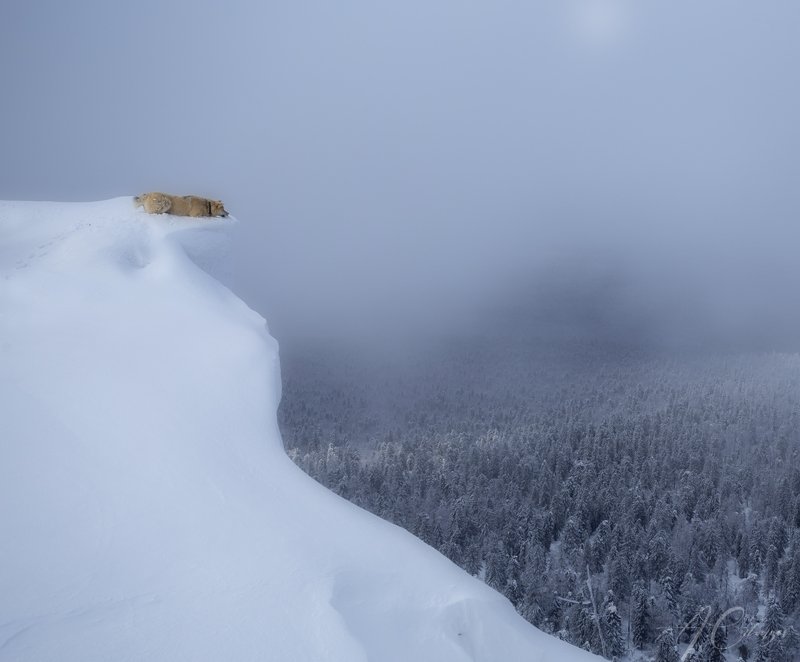 урал, тайга, лес, собака, лайка На краю фото превью
