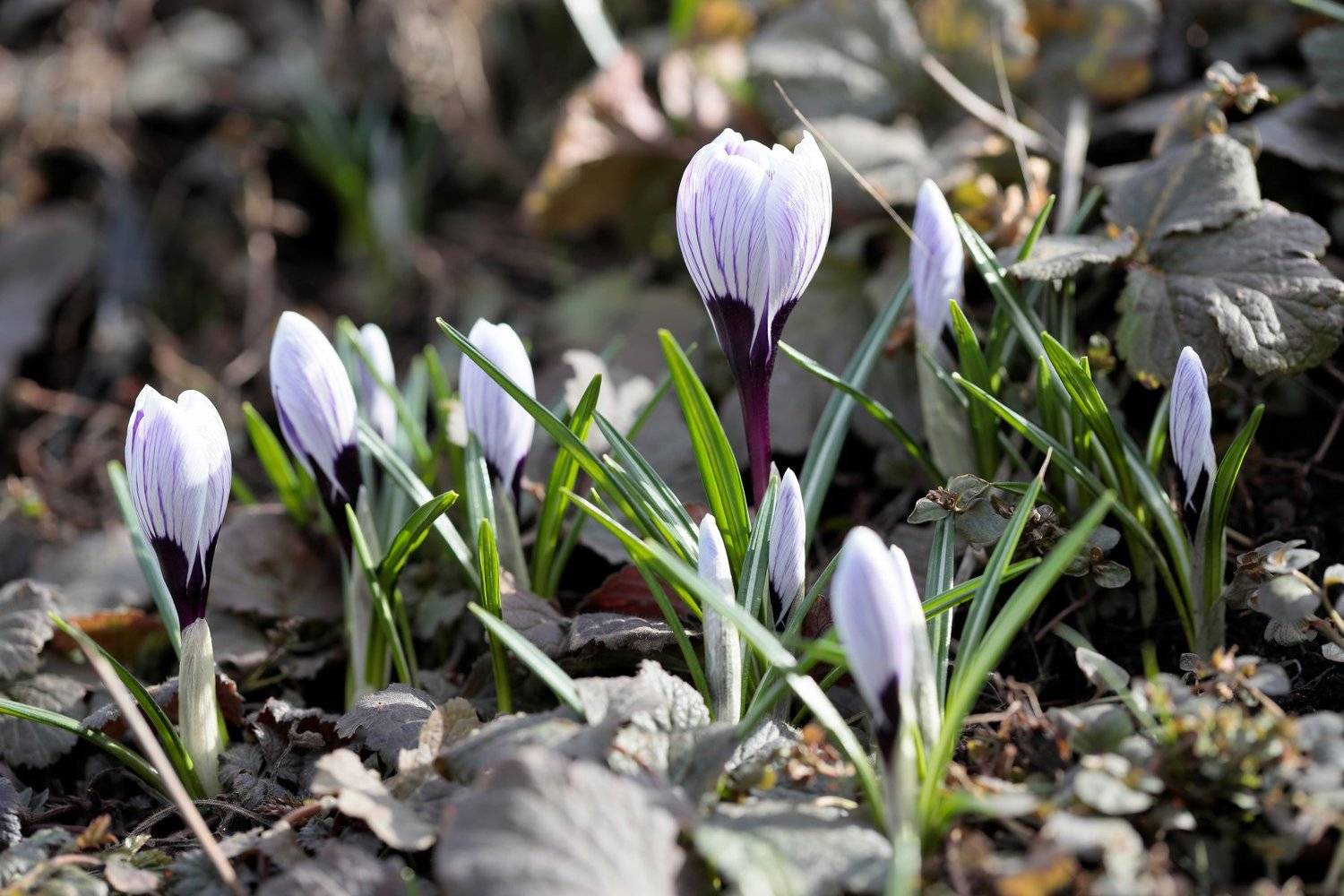 крокус, природа, цветы, весна, Алексей Попов