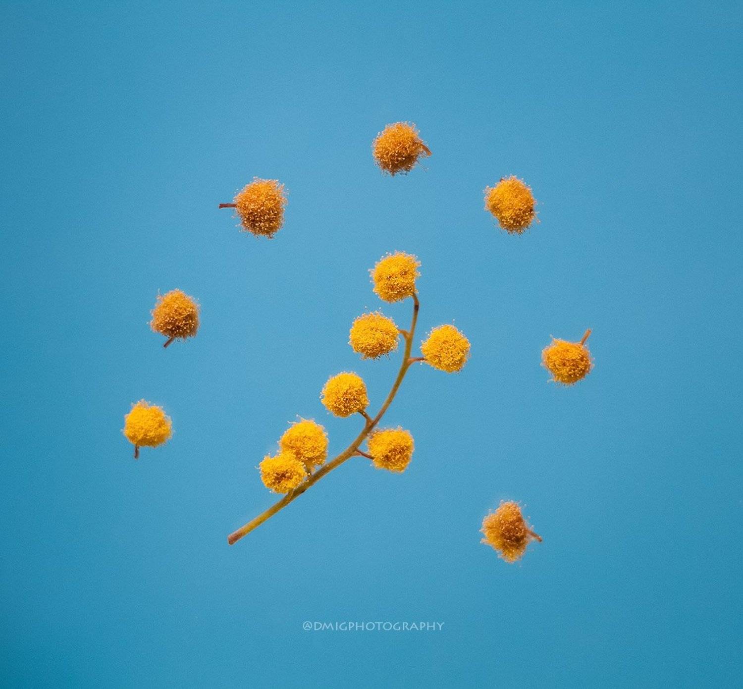 макро, растение, мимоза, цветок, природа, весна, макромир, макросъемка, фон, цвет, , Дмитрий Гусалов