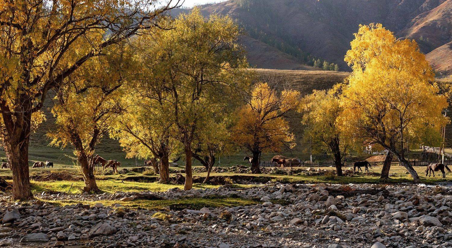 алтай, ручей, осень., Марина Фомина