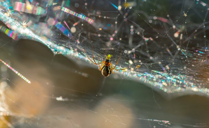 макро, природа, насекомые, тля, паук, паутина, блики, боке, солнце, macro, nature, insects, aphid, spider, spiderweb, glare, bokeh, sun, Завтрак на радуге фото превью