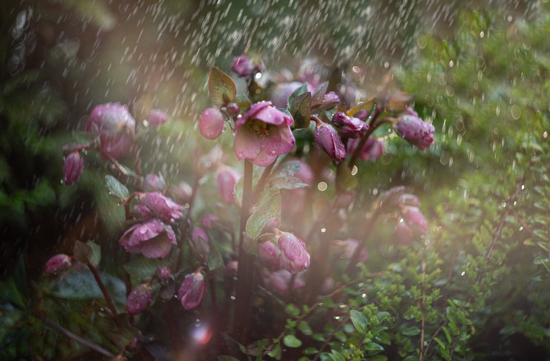 Пробуждение ... фото превью