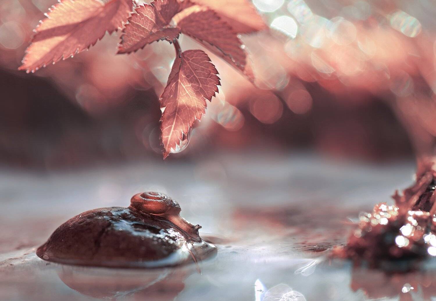 , Лапшина Владлена