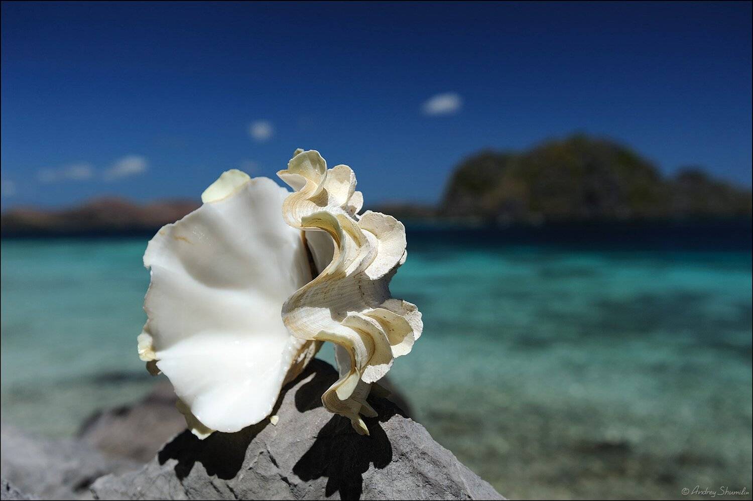 , Андрей Шумилин