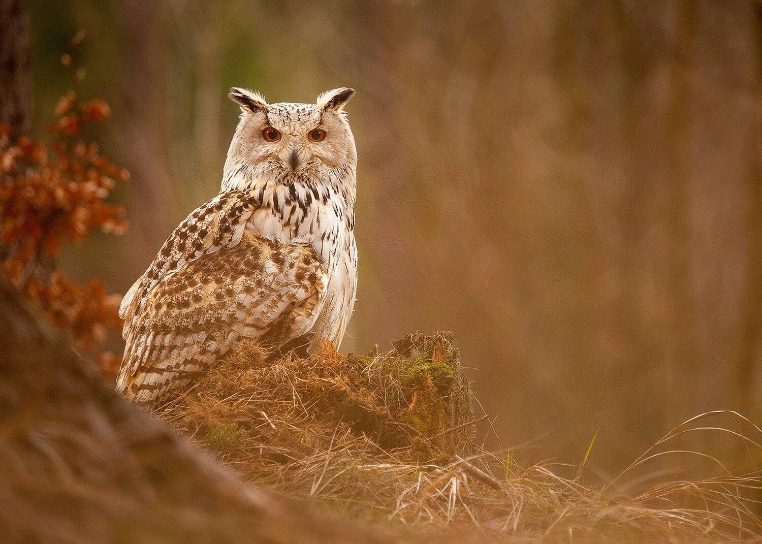 Siberian Eagle Owl. Автор: Robert Adamec , Robert Adamec