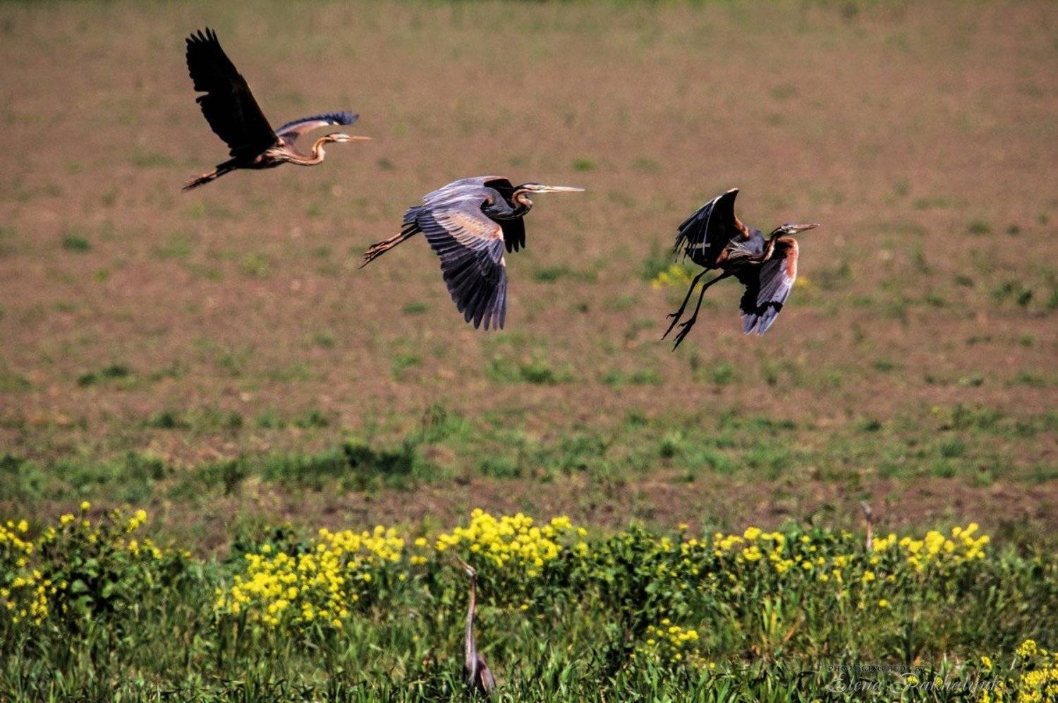 природа,птицы,серая цапля,цапля,весна,крым,россия,украина,опук,бердвочинг,фототур, Elena Pakhalyuk