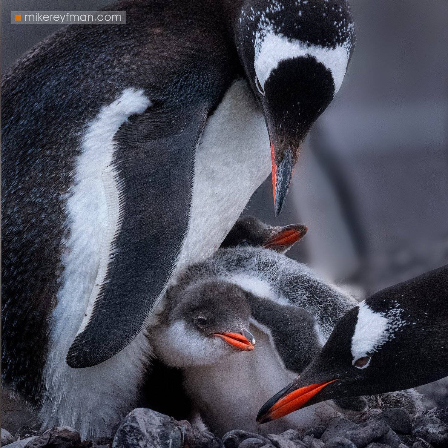gentoo, penguin, polar climate, antarctic, antarctica,  cold, extreme, Майк Рейфман