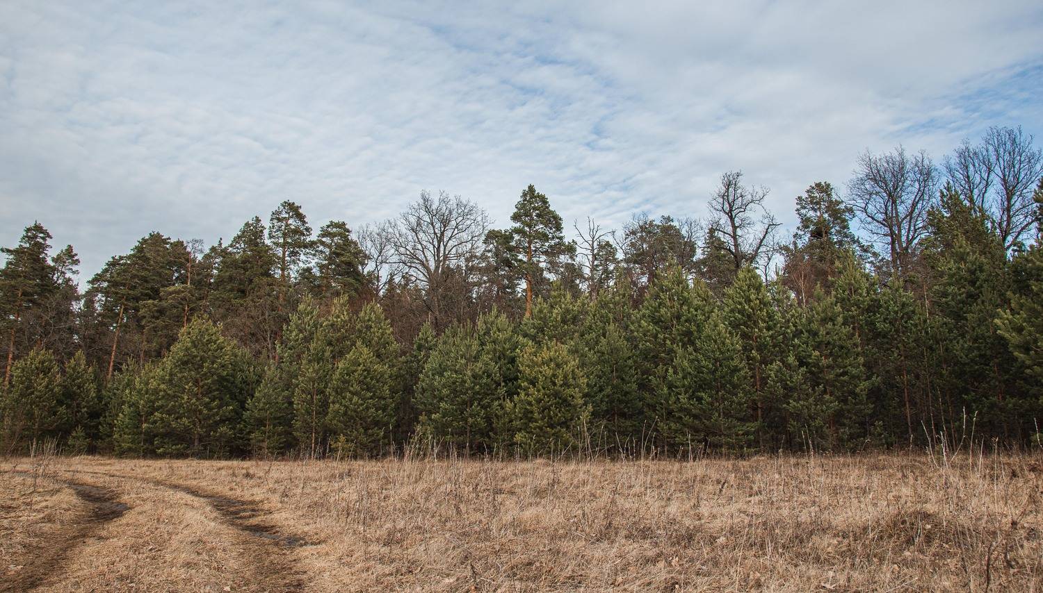 пейзаж, кулебаки, landscape, весна, spring, день, day, лес, поле, field, forest, Владимир Васильев