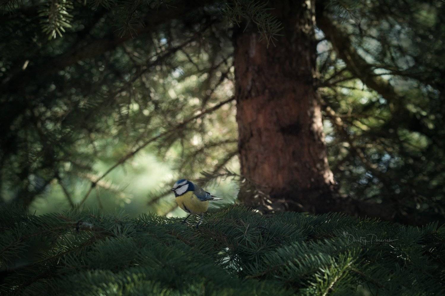 природа, лес, животные, птицы, Дмитрий Посевич