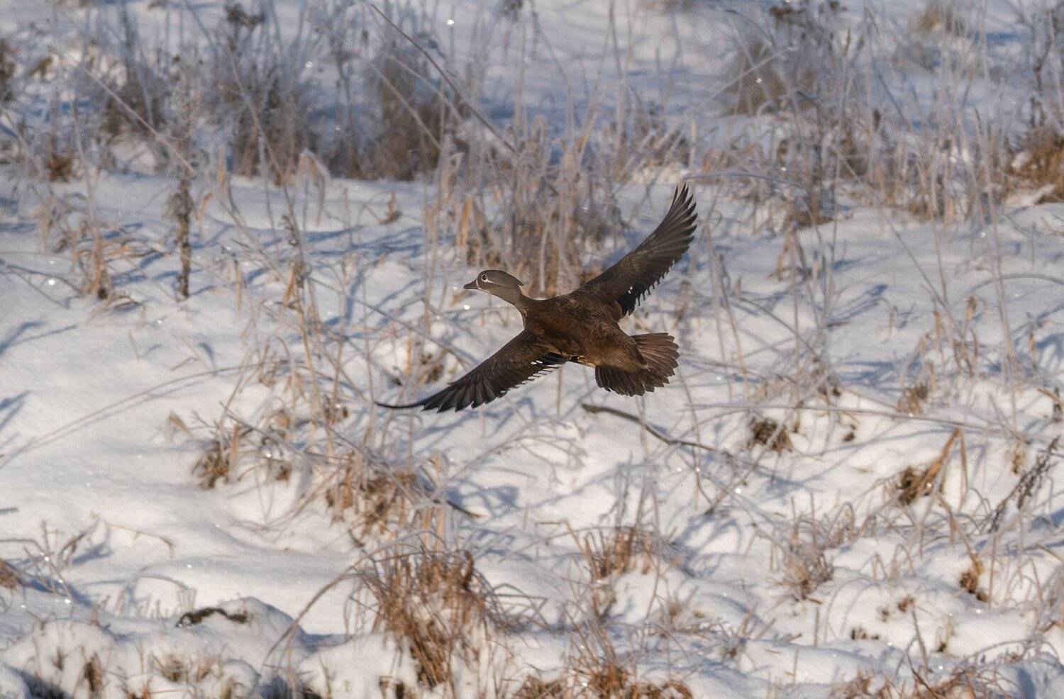 , Константин Дэм