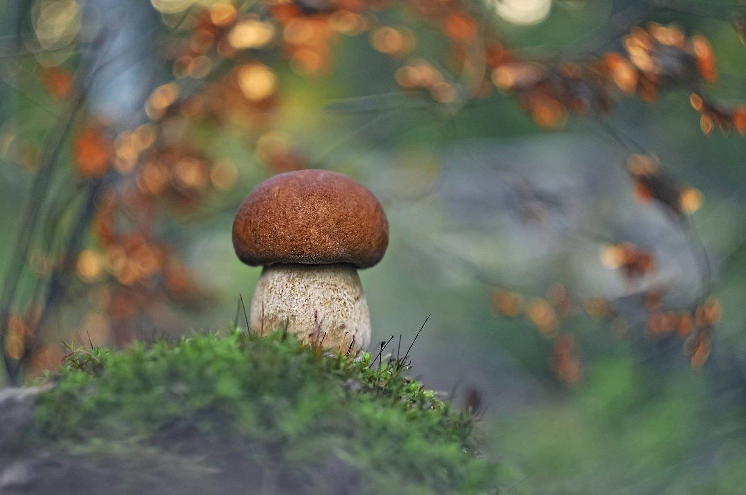 боровик, закат, осень, Александр Гвоздь