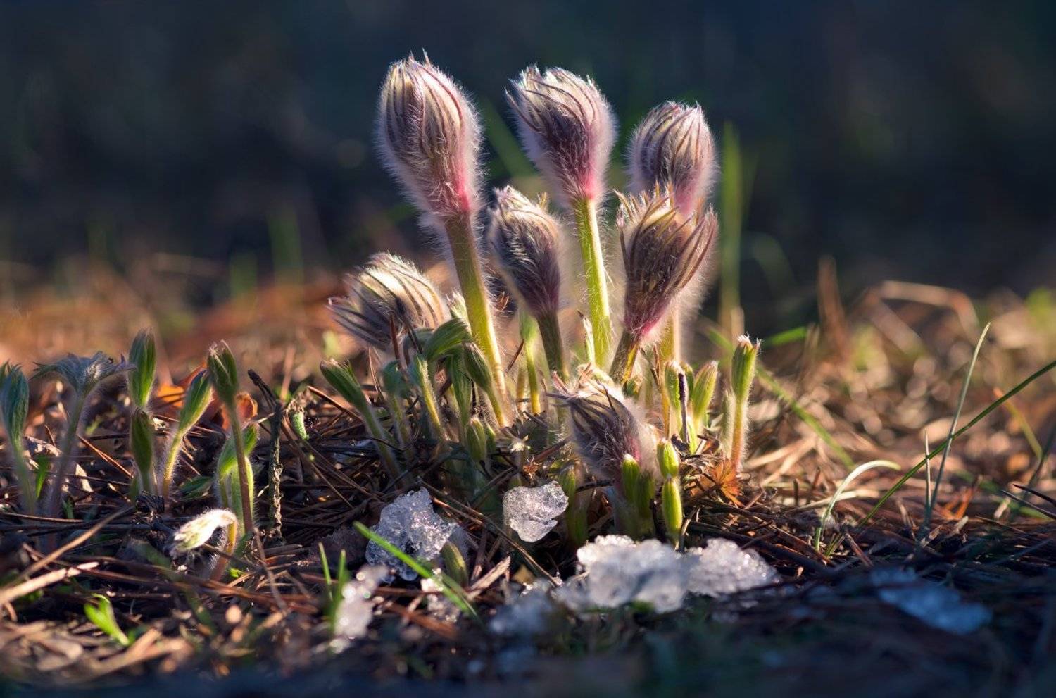 весна, март, цветы, сон-трава, Галанзовская Оксана