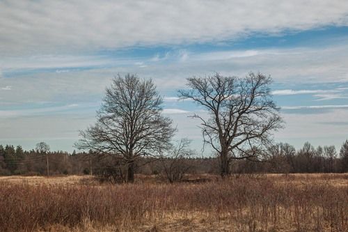 Ещё пока спящие дубы...