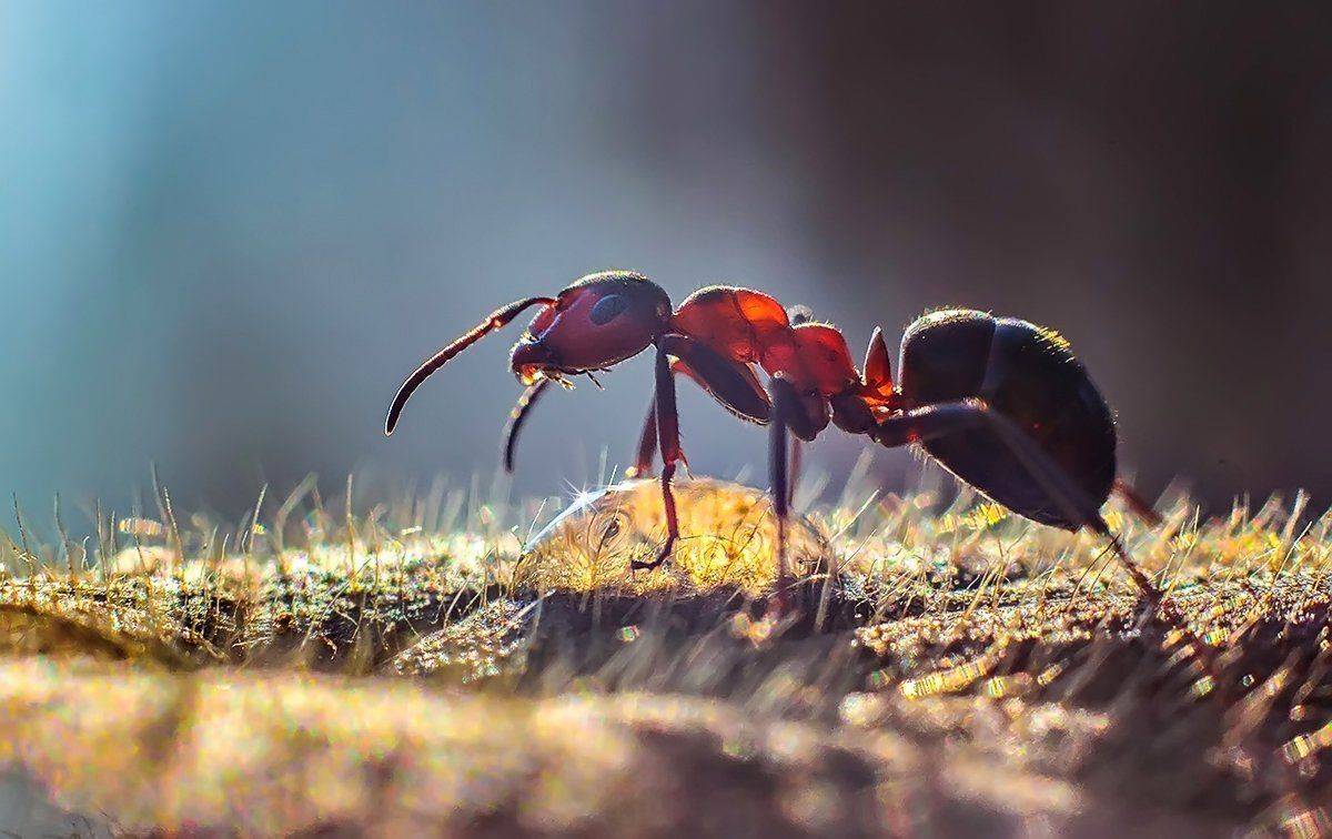 , Галина Горькавая