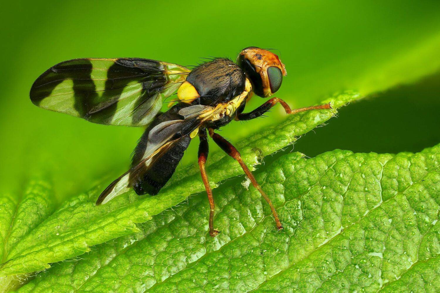 муха,макро,природа,цвет,зеленый,растение, Андрей Шаповалов