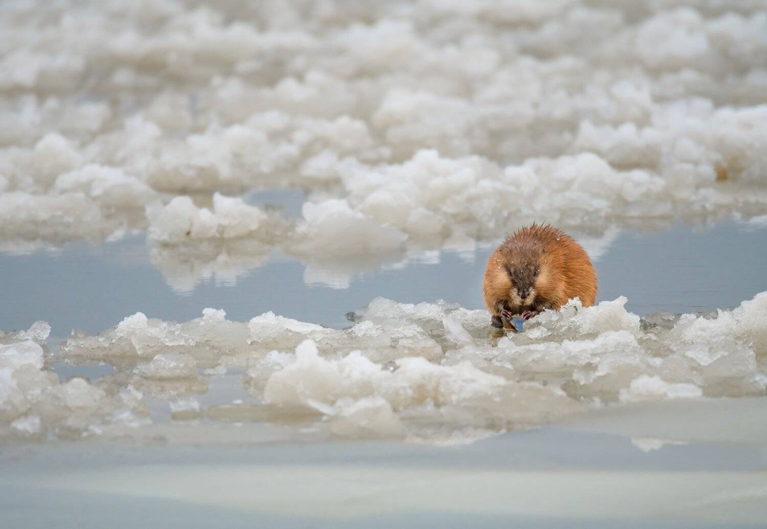 ондатра, оттепель, ледяная шуга, Москва река, вода, речное сало, зимняя река, питание, животный Московской области, животные Подмосковья, Ксения Соварцева