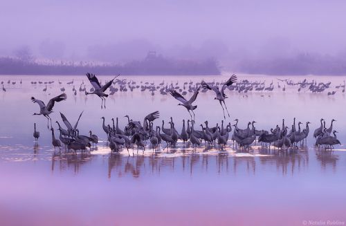 Фиолетовое утро...