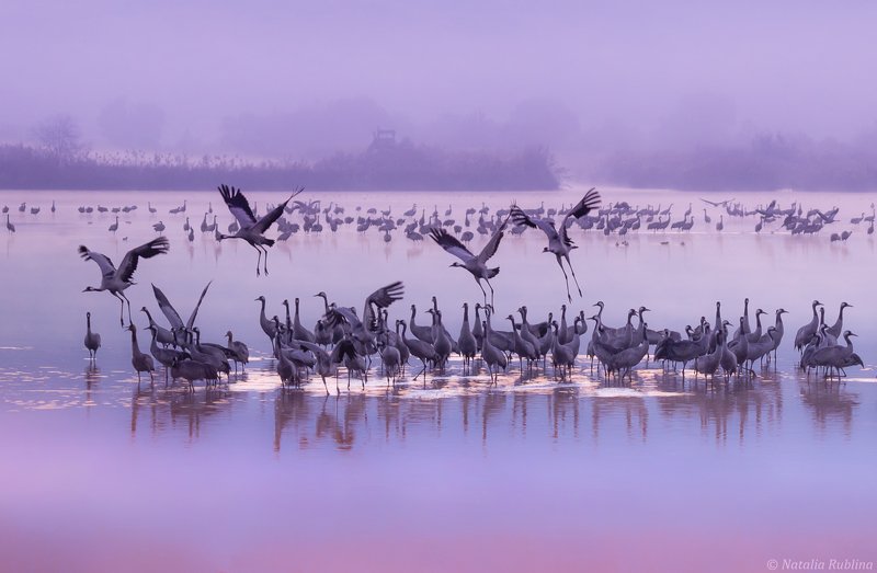 природа,птицы,животные,журавли,рассвет,утро,туман,стая птиц,магия природы,озеро Фиолетовое утро... фото превью