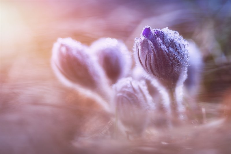 Весенние сны. фото превью